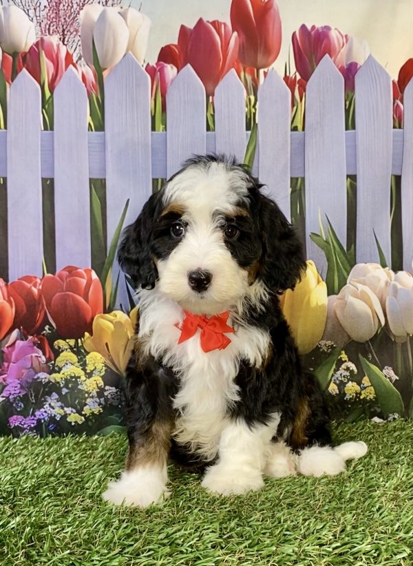 Photo of Mr. Happy the F2 Mini-Bernedoodle puppy