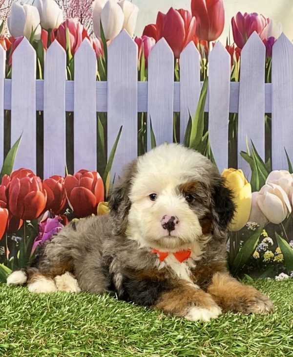 Photo of Mr. Ian the F2 Mini-Bernedoodle puppy