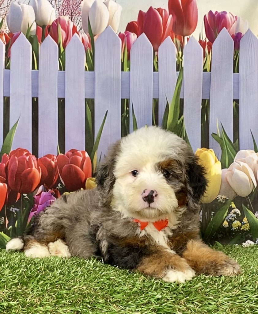 Photo of Mr. Ian the F2 Mini-Bernedoodle puppy