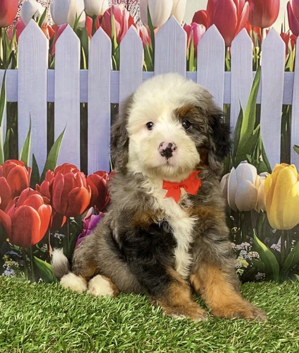 Photo of Mr. Ian the F2 Mini-Bernedoodle puppy