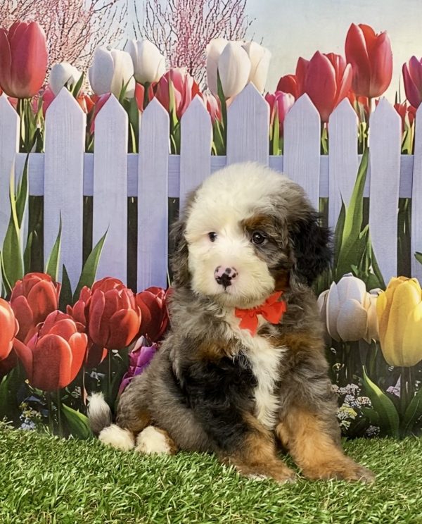 Photo of Mr. Ian the F2 Mini-Bernedoodle puppy