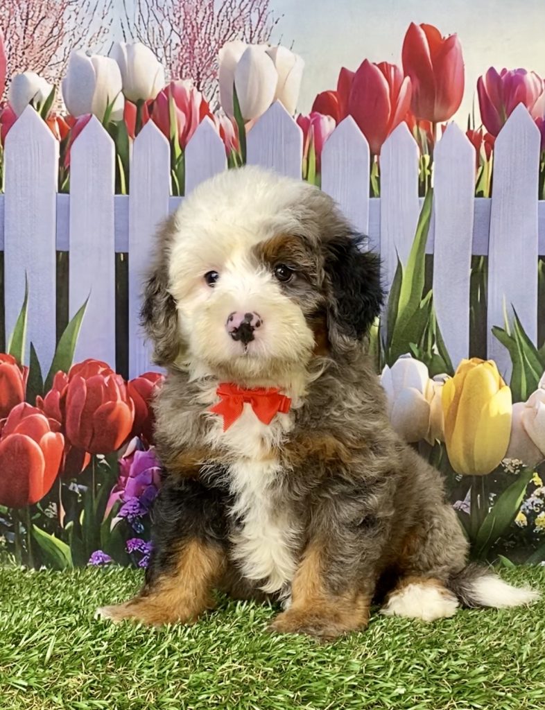 Photo of Mr. Ian the F2 Mini-Bernedoodle puppy