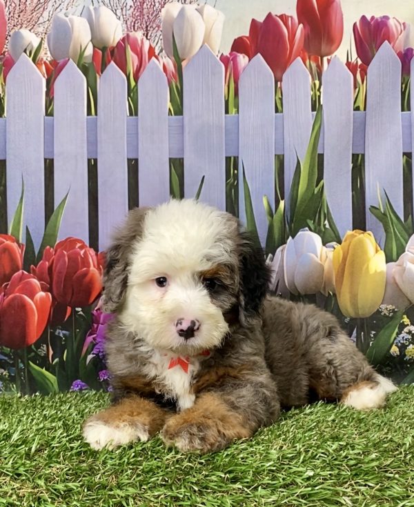 Photo of Mr. Ian the F2 Mini-Bernedoodle puppy