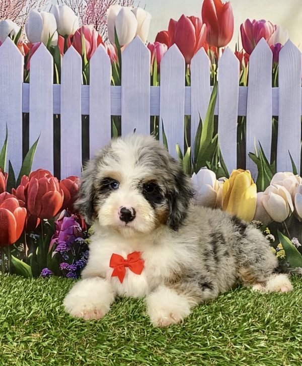 Photo of Mr. Ivan the F2 Mini-Bernedoodle puppy