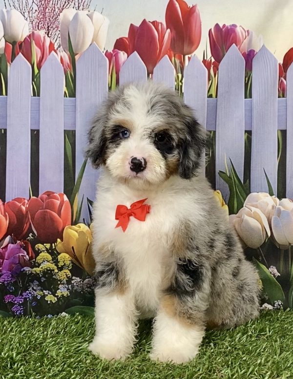 Photo of Mr. Ivan the F2 Mini-Bernedoodle puppy