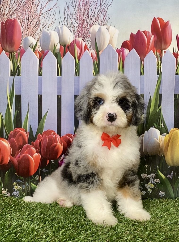 Photo of Mr. Ivan the F2 Mini-Bernedoodle puppy