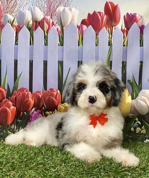 Photo of Mr. Ivan the F2 Mini-Bernedoodle puppy