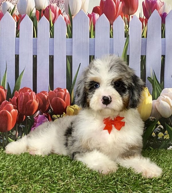 Photo of Mr. Ivan the F2 Mini-Bernedoodle puppy