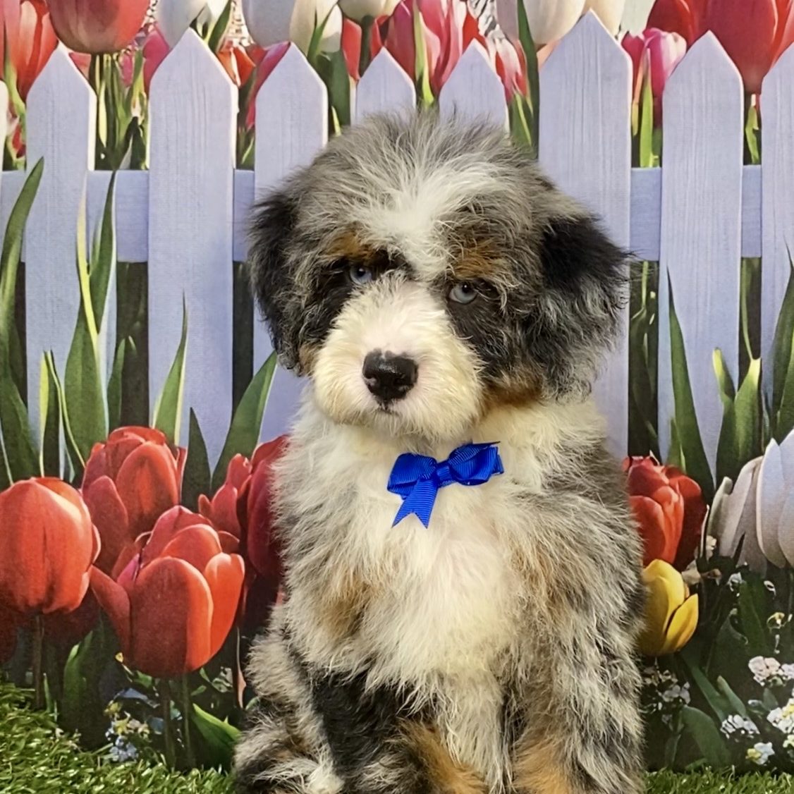 Mr. Ivo The F2 Mini-Bernedoodle | The Bernedoodles