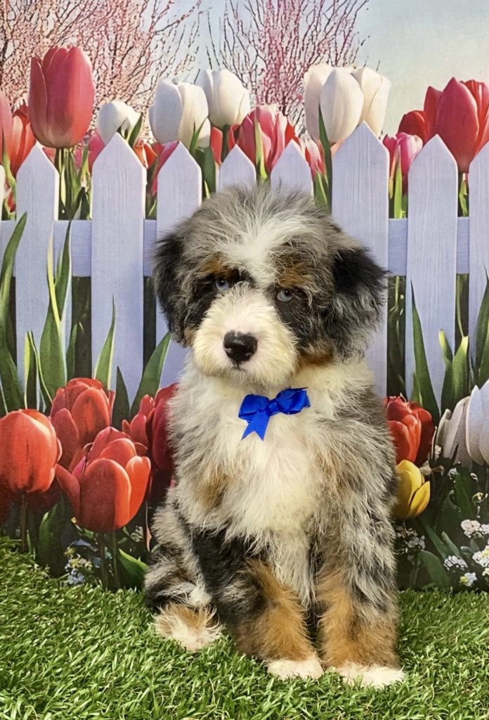 Photo of Mr. Ivo the F2 Mini-Bernedoodle puppy