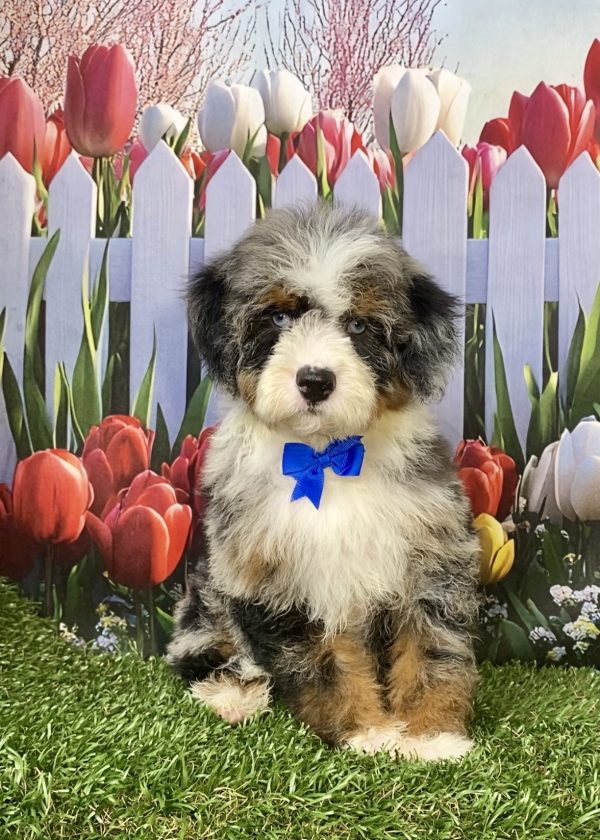 Photo of Mr. Ivo the F2 Mini-Bernedoodle puppy