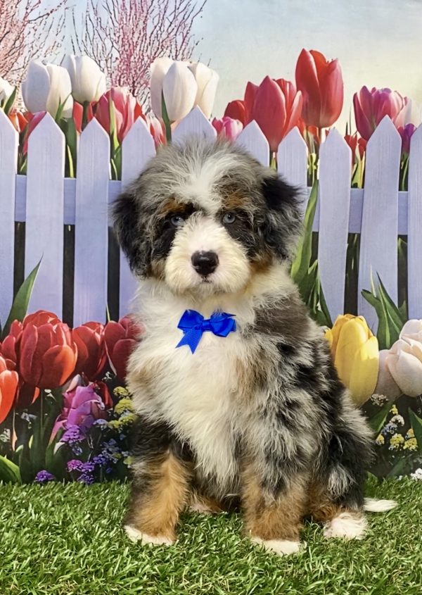 Photo of Mr. Ivo the F2 Mini-Bernedoodle puppy