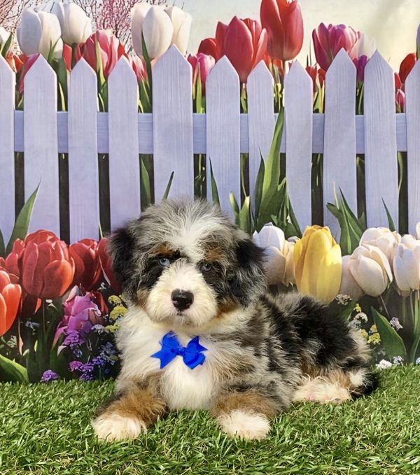 Photo of Mr. Ivo the F2 Mini-Bernedoodle puppy
