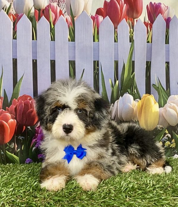 Photo of Mr. Ivo the F2 Mini-Bernedoodle puppy