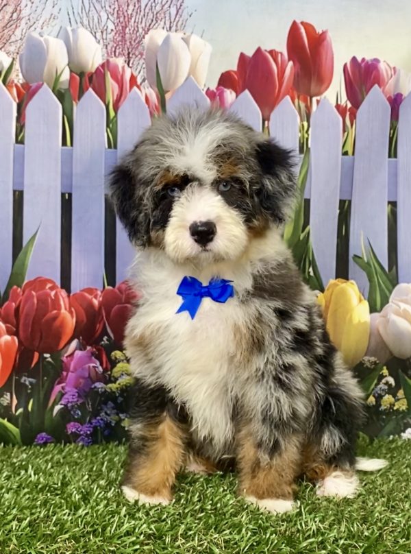 Photo of Mr. Ivo the F2 Mini-Bernedoodle puppy