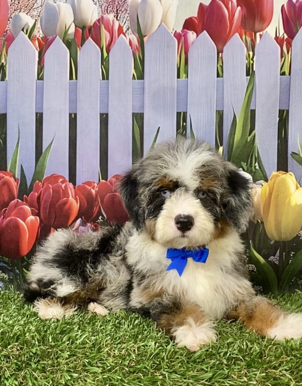 Photo of Mr. Ivo the F2 Mini-Bernedoodle puppy