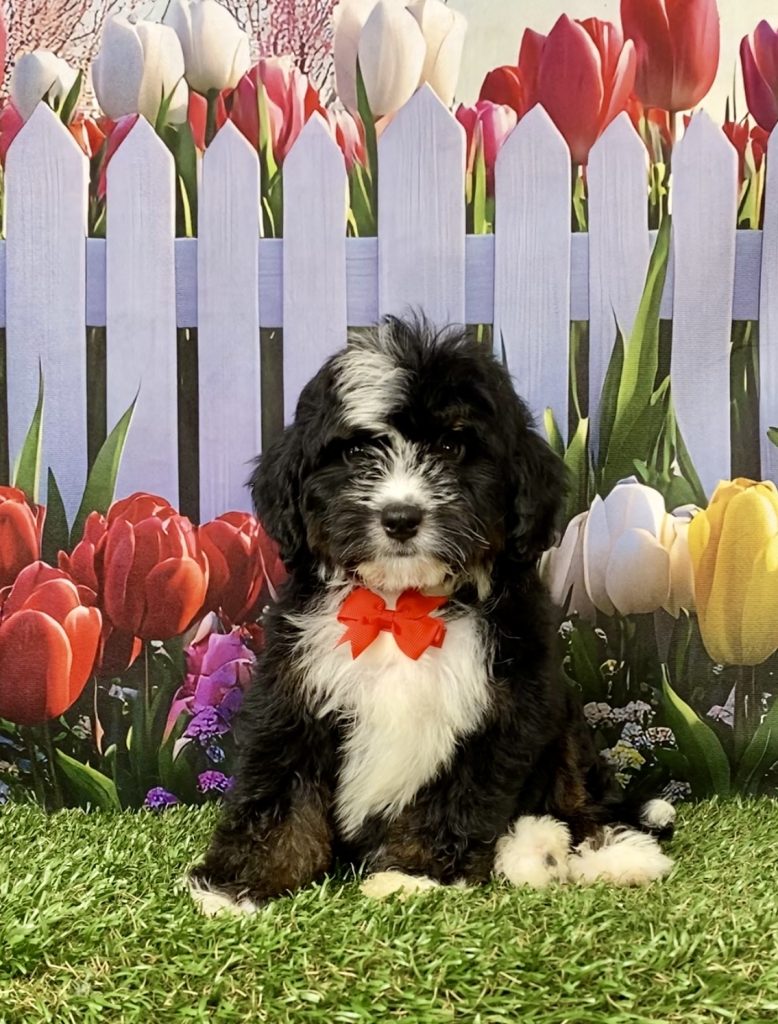 Photo of Mr. Jace the Mini-Bernedoodle puppy