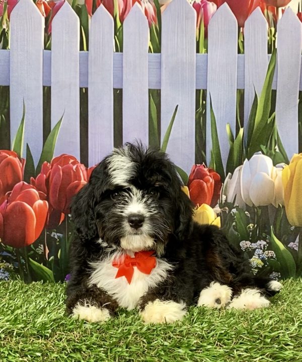 Photo of Mr. Jace the Mini-Bernedoodle puppy
