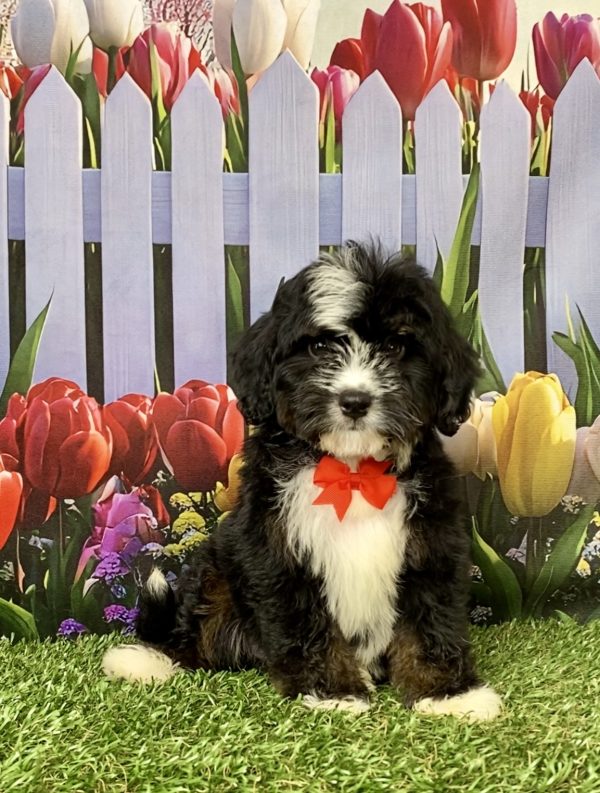 Photo of Mr. Jace the Mini-Bernedoodle puppy