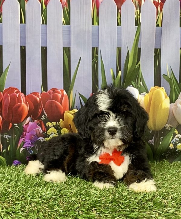 Photo of Mr. Jace the Mini-Bernedoodle puppy