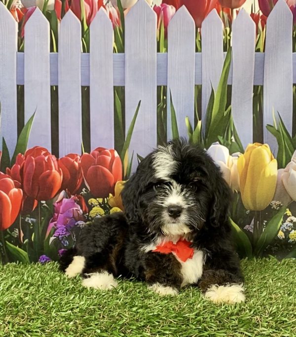 Photo of Mr. Jace the Mini-Bernedoodle puppy