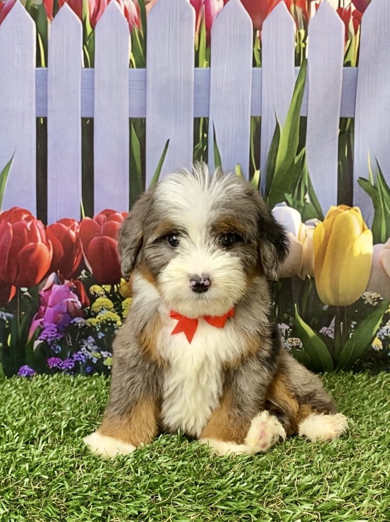 Photo of Mr. Jaden the Mini-Bernedoodle puppy