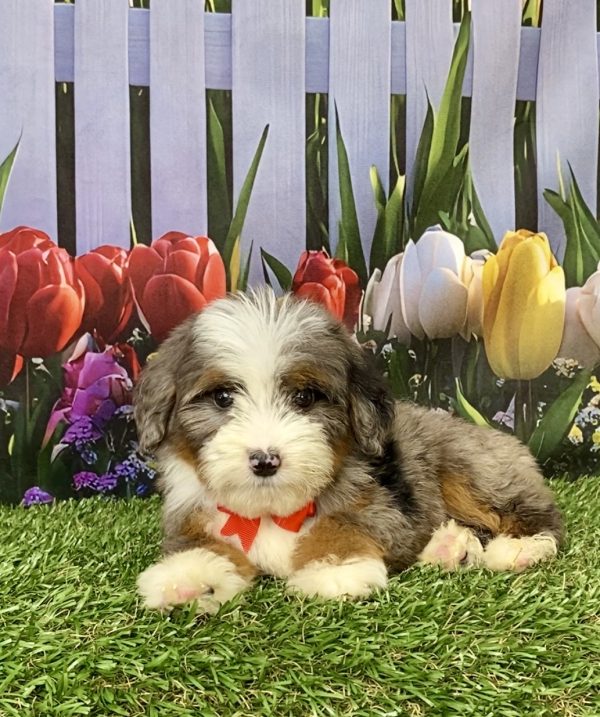 Photo of Mr. Jaden the Mini-Bernedoodle puppy