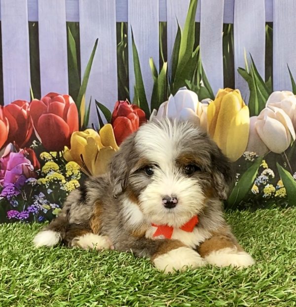 Photo of Mr. Jaden the Mini-Bernedoodle puppy