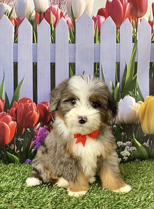 Photo of Mr. Jaden the Mini-Bernedoodle puppy