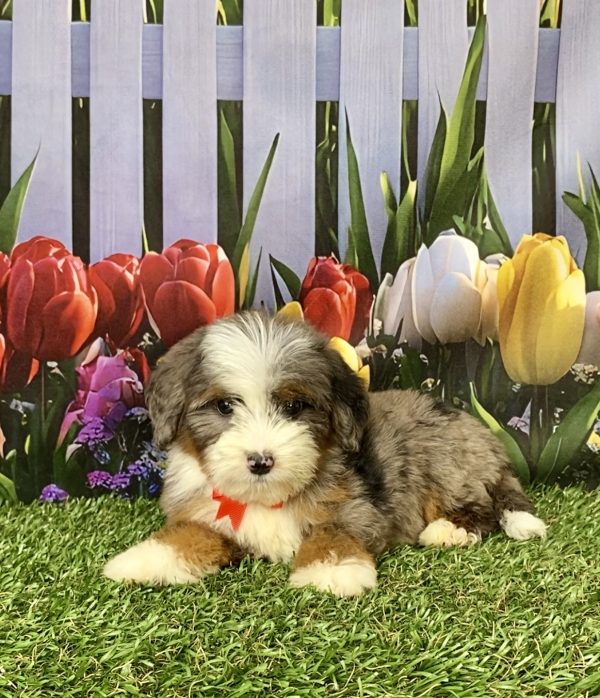 Photo of Mr. Jaden the Mini-Bernedoodle puppy