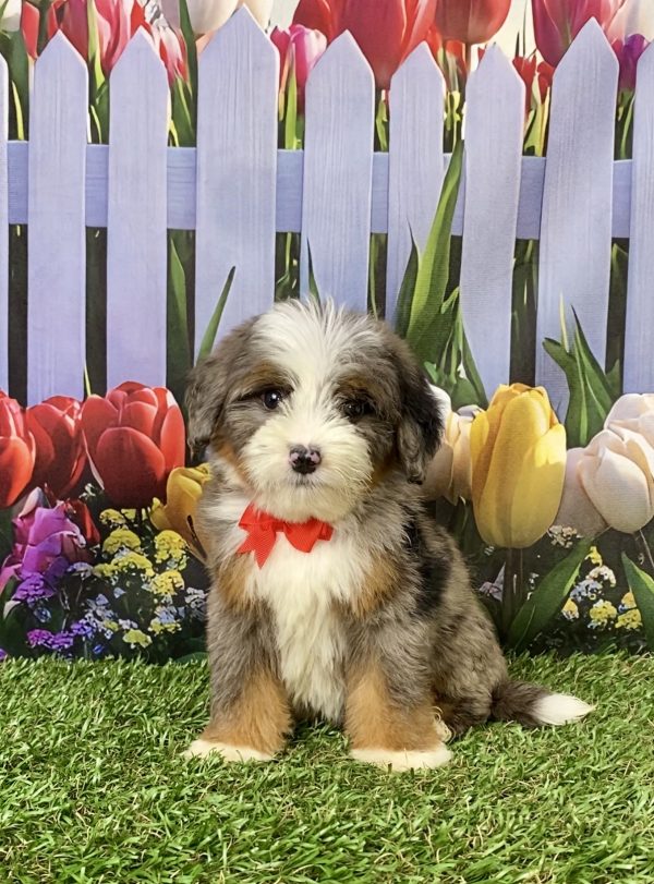 Photo of Mr. Jaden the Mini-Bernedoodle puppy