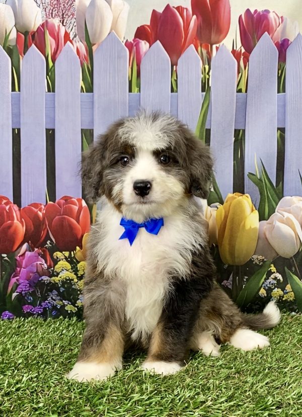 Mr. Jed the Mini-Bernedoodle puppy