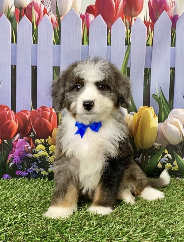 Photo of Mr. Jed the Mini-Bernedoodle puppy