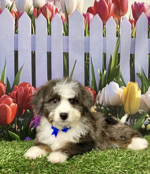 Photo of Mr. Jed the Mini-Bernedoodle puppy