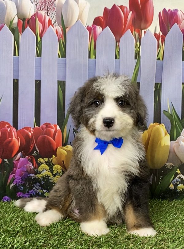 Photo of Mr. Jed the Mini-Bernedoodle puppy