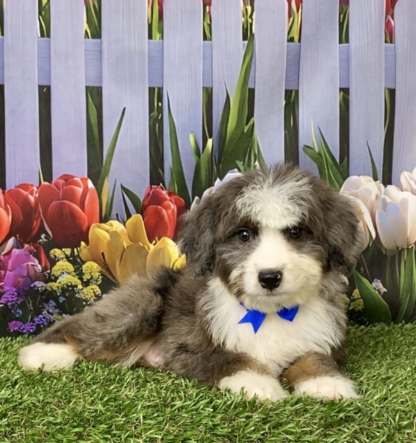 Photo of Mr. Jed the Mini-Bernedoodle puppy