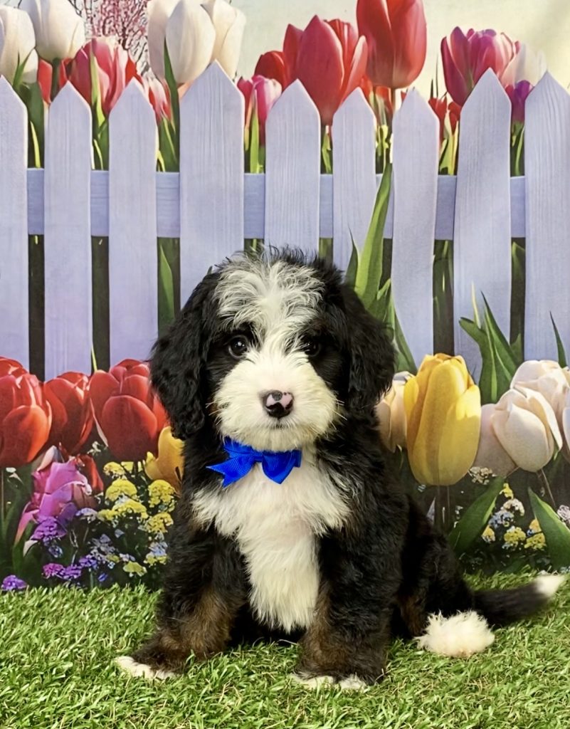 Photo of Mr. Jeff the Mini-Bernedoodle puppy