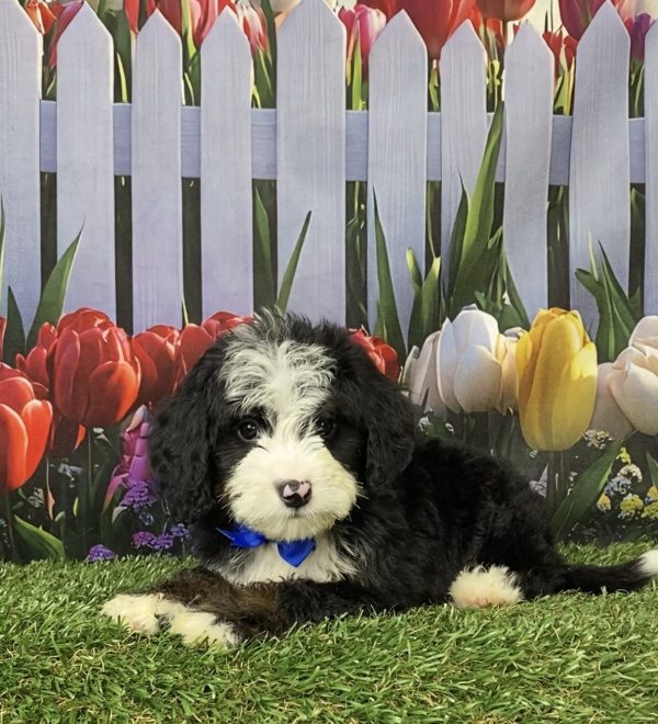 Photo of Mr. Jeff the Mini-Bernedoodle puppy