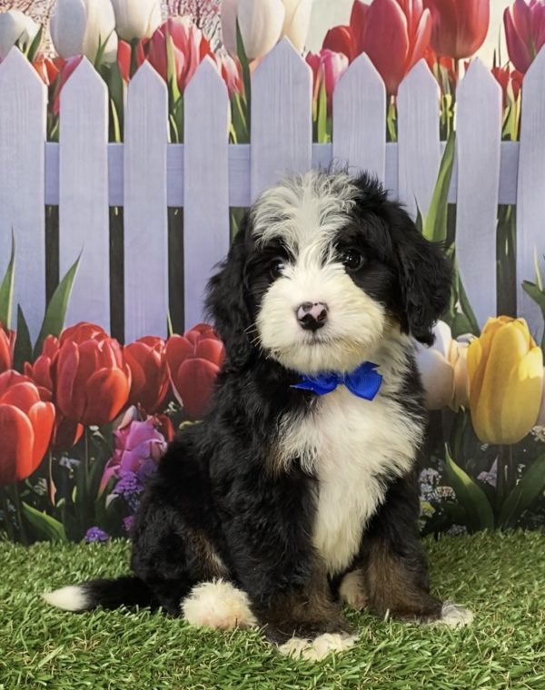 Photo of Mr. Jeff the Mini-Bernedoodle puppy