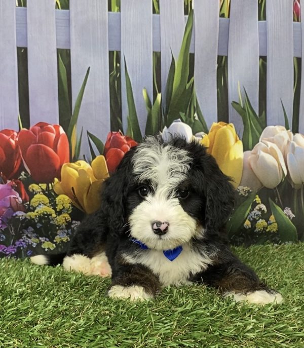 Photo of Mr. Jeff the Mini-Bernedoodle puppy