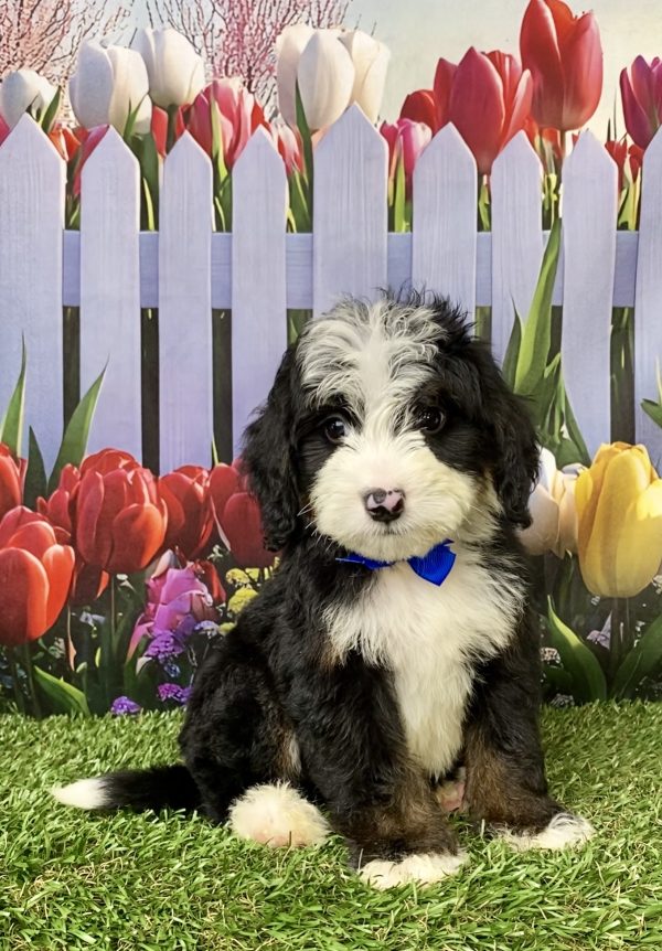 Photo of Mr. Jeff the Mini-Bernedoodle puppy