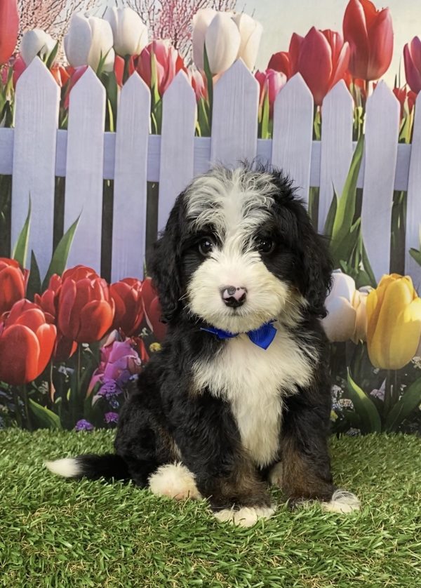 Photo of Mr. Jeff the Mini-Bernedoodle puppy