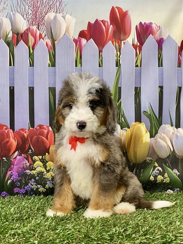 Mr. Joel the Mini-Bernedoodle puppy