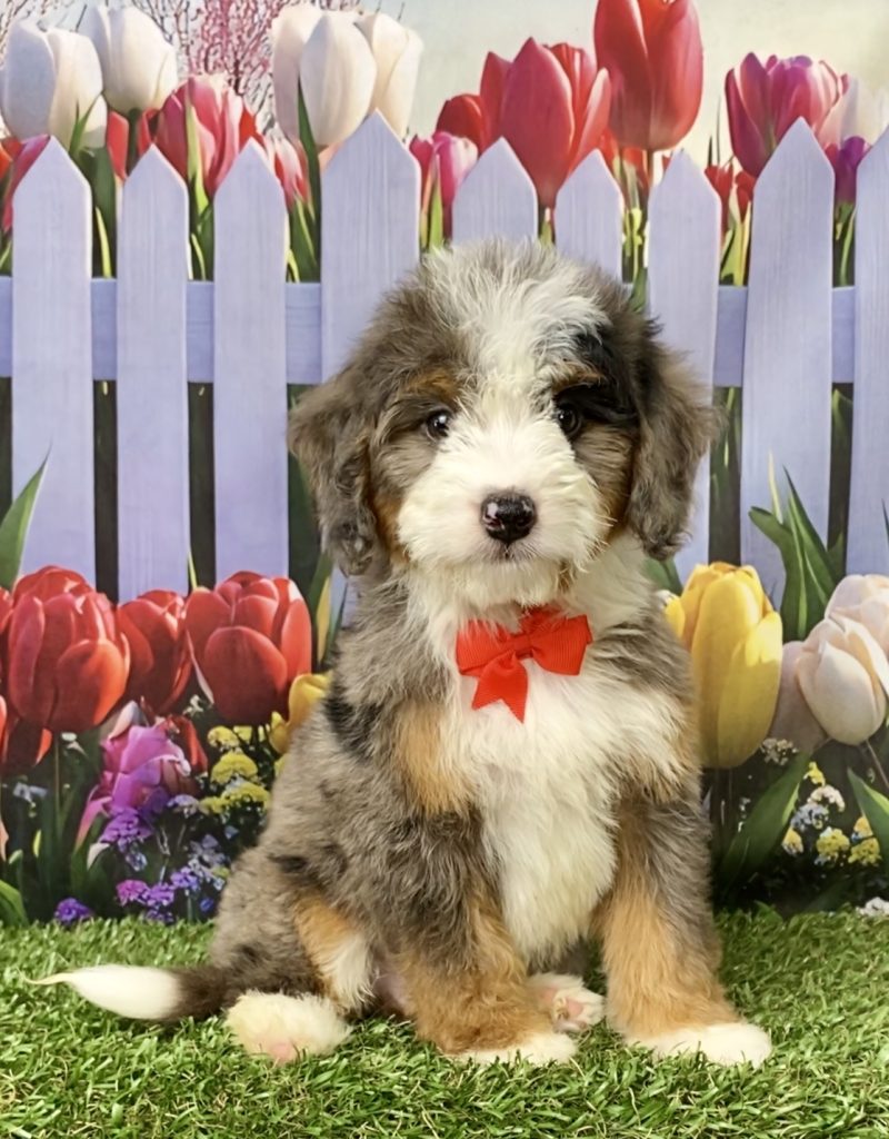 Photo of Mr. Joel the Mini-Bernedoodle puppy