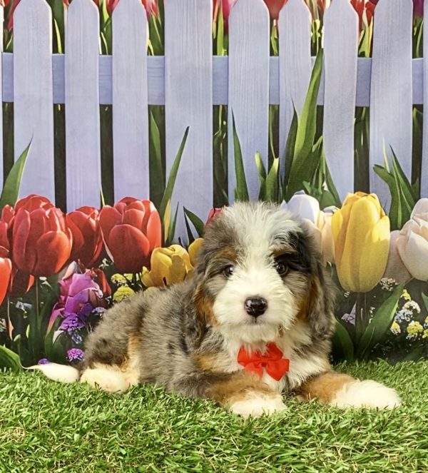 Photo of Mr. Joel the Mini-Bernedoodle puppy