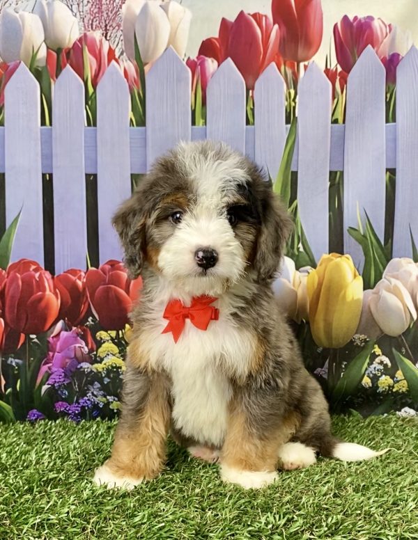 Photo of Mr. Joel the Mini-Bernedoodle puppy