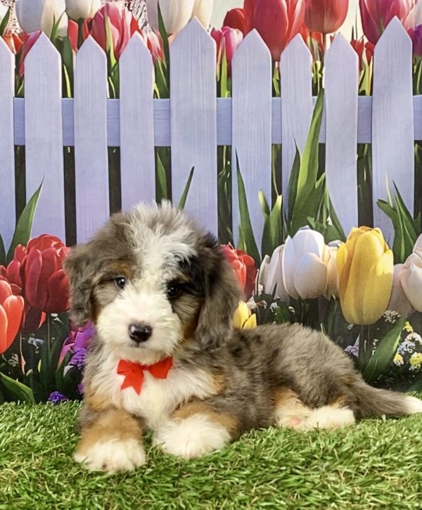 Photo of Mr. Joel the Mini-Bernedoodle puppy
