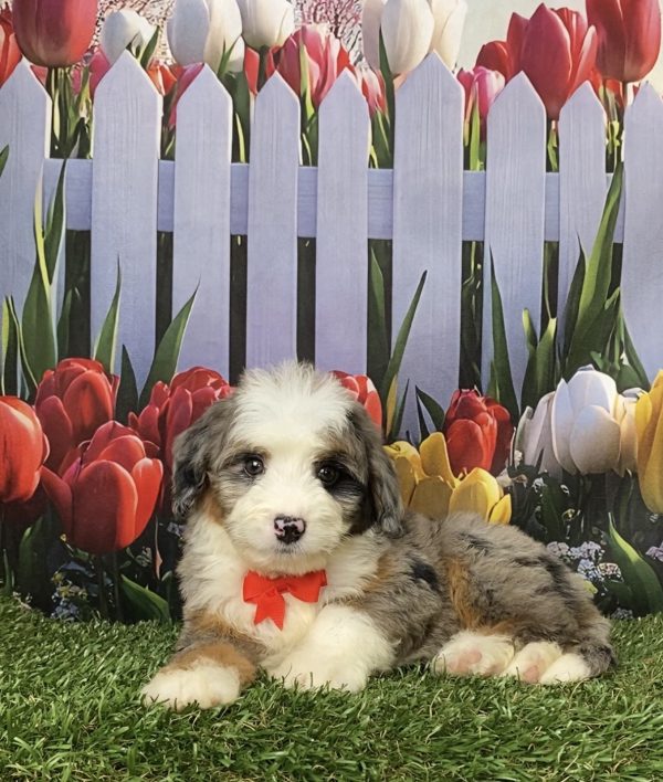 Mr. Jordan the Mini-Bernedoodle puppy