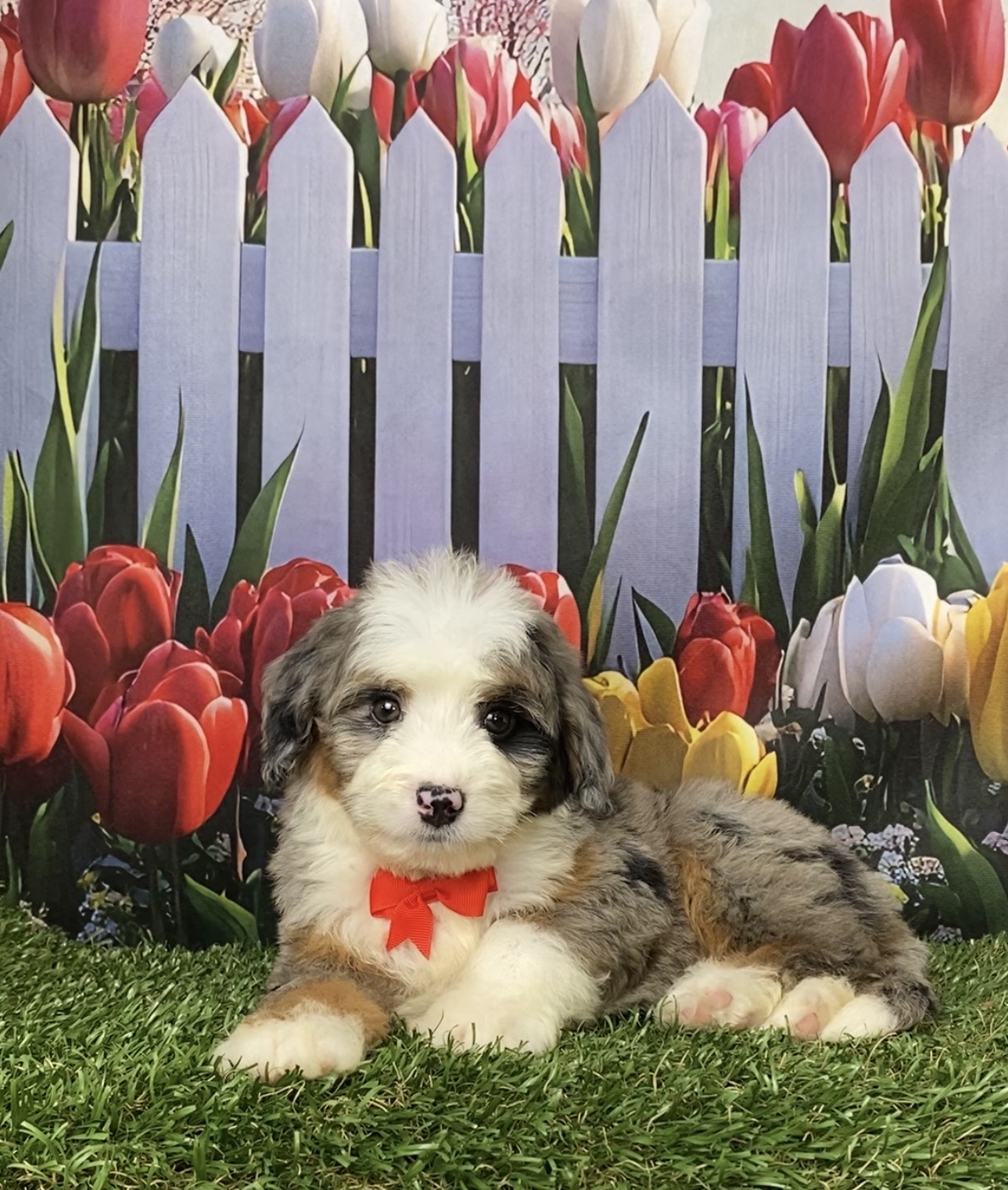Photo of Mr. Jordan the Mini-Bernedoodle puppy