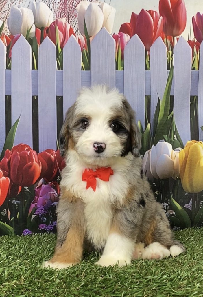 Photo of Mr. Jordan the Mini-Bernedoodle puppy